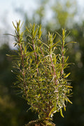 Rosemary plant with narrow green leaves — photo by Twam, CC BY-SA 3.0 DE