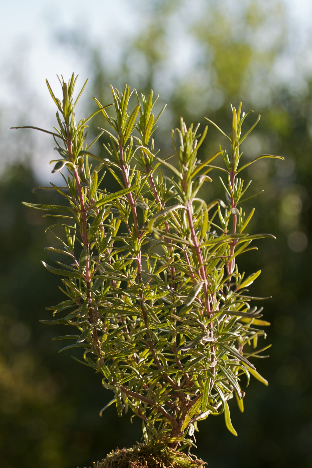 Rosemary plant with narrow green leaves — photo by Twam, CC BY-SA 3.0 DE