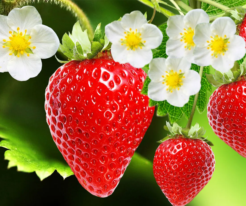 Strawberry Plants (Ships Spring 2026)