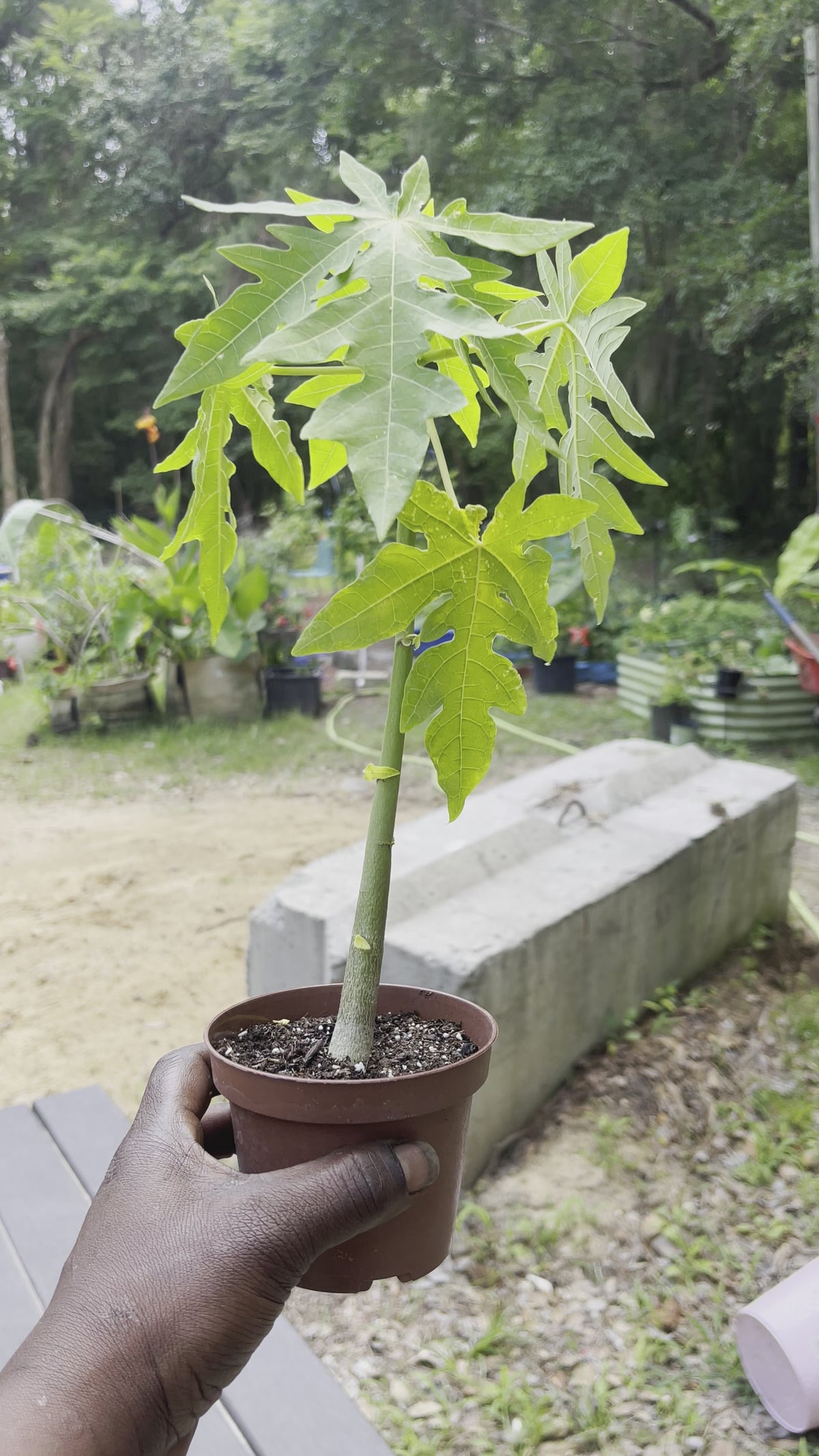 Papaya Dama Roja Enana