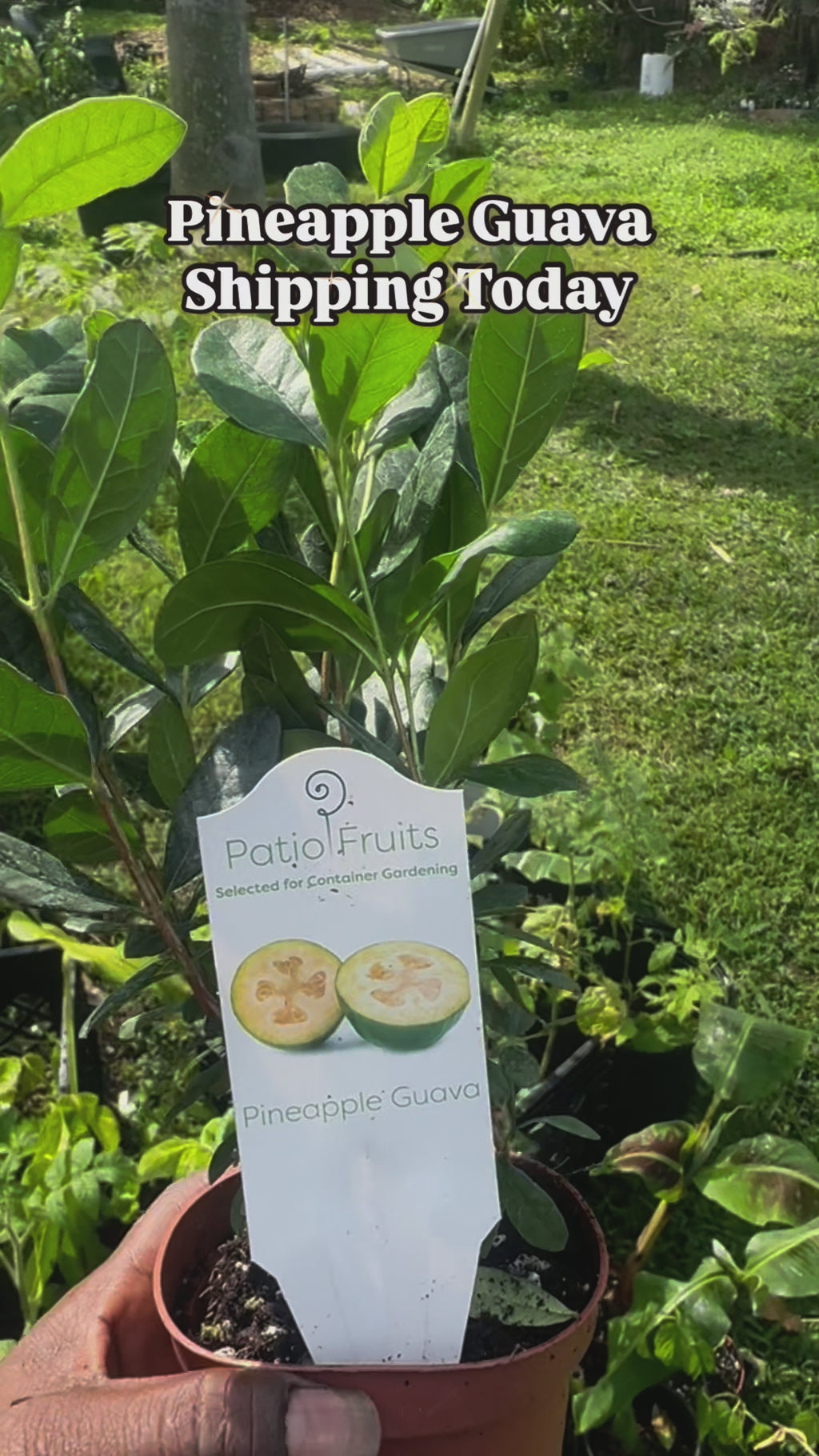 Guava piña enana de patio