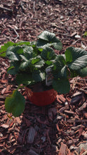 Cargar y reproducir el video en el visor de la galería, Berri Basket Pink Potted Strawberry Plants (3 plants per pot)
