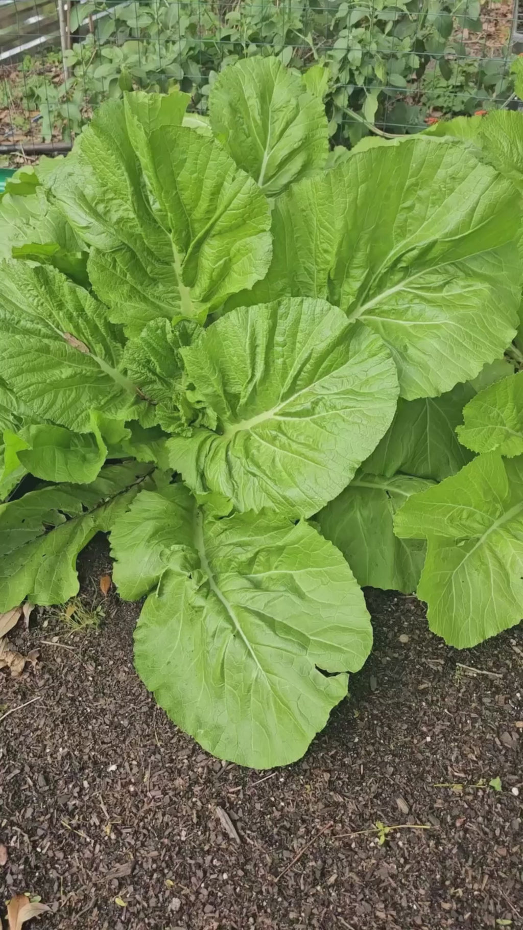 Semillas de mostaza de hoja ancha de Florida