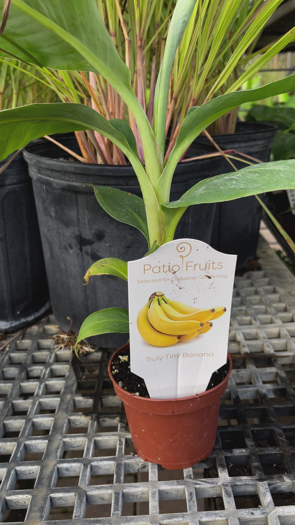 Patio Truly Tiny Banana Live Plant