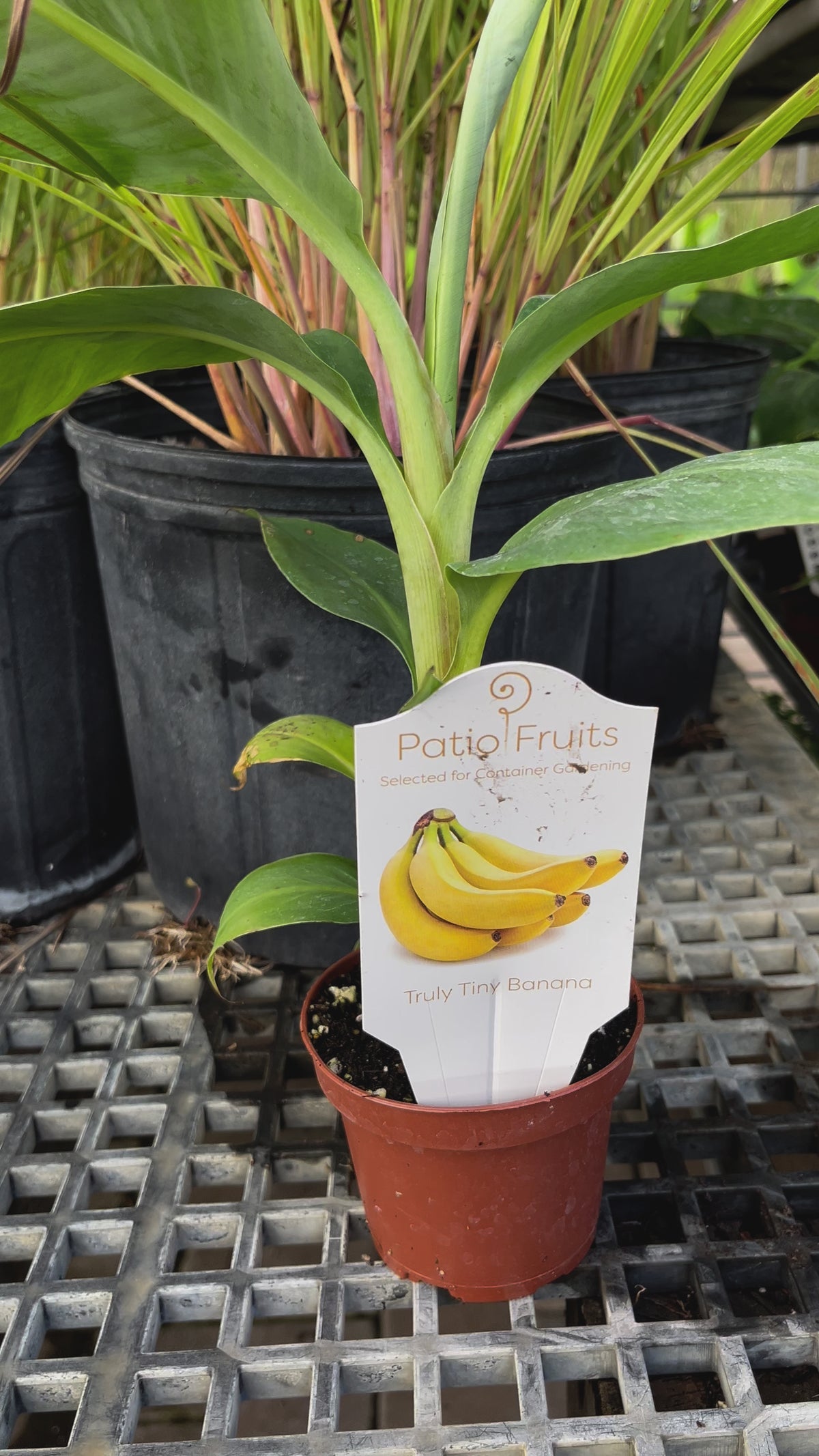 Patio Truly Tiny Banana Live Plant