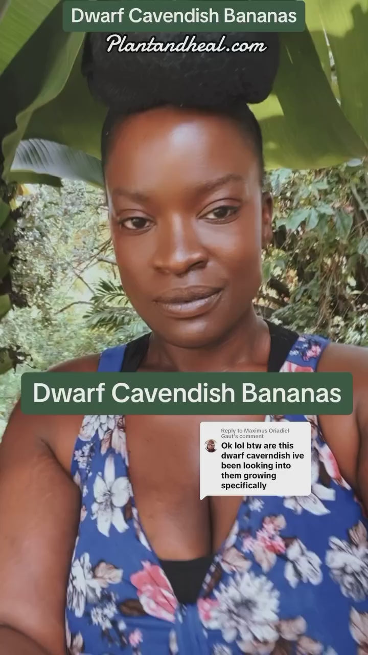 Planta viva de plátano Cavendish enano