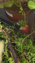Cargar y reproducir el video en el visor de la galería, PREORDER Albion Strawberries 50 Roots- Shipping Spring 2024
