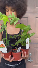 Load and play video in Gallery viewer, Muscadine Grape Vine
