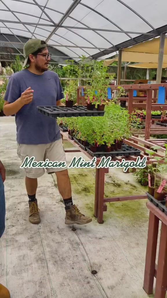 Mexican Mint Marigold Live Plant