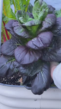 Load and play video in Gallery viewer, Pak Choi Red Tatsoi Cabbage Seeds
