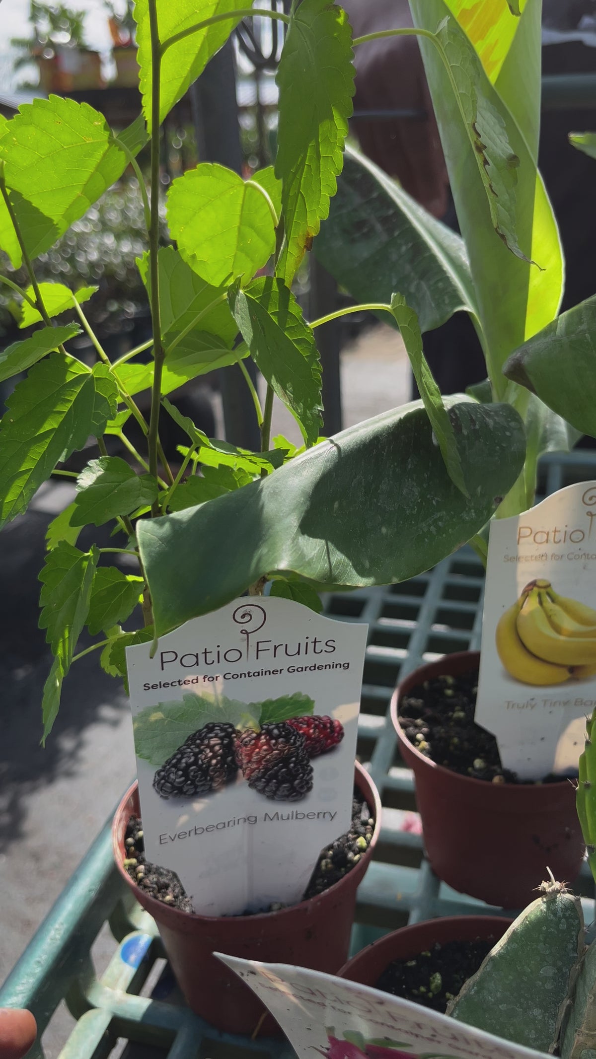 Planta de pitahaya blanca de patio