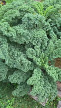 Load and play video in Gallery viewer, Vates Blue Scotch Curled Kale Seeds
