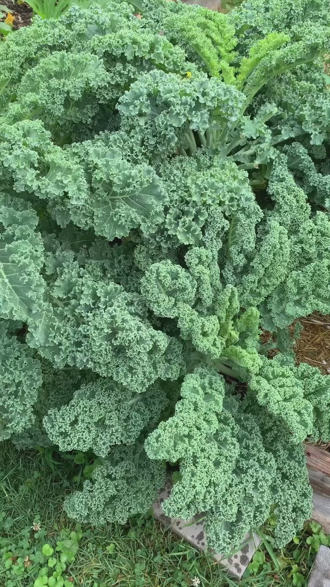 Vates Blue Scotch Curled Kale Seeds