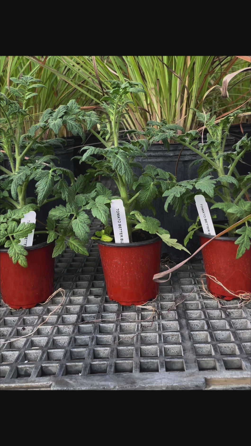 Better Bush Tomato Plants