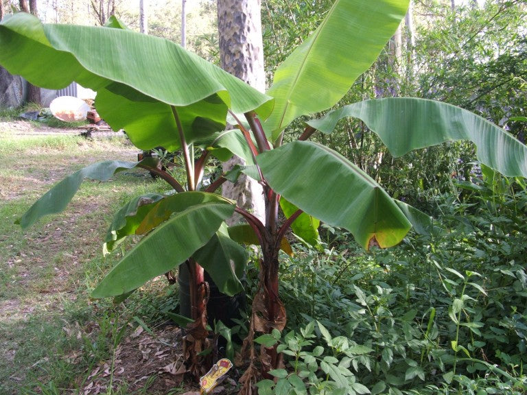 A red-stemmed banana plant with broad green leaves growing outdoors.
