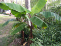 A red-stemmed banana plant with broad green leaves growing outdoors.