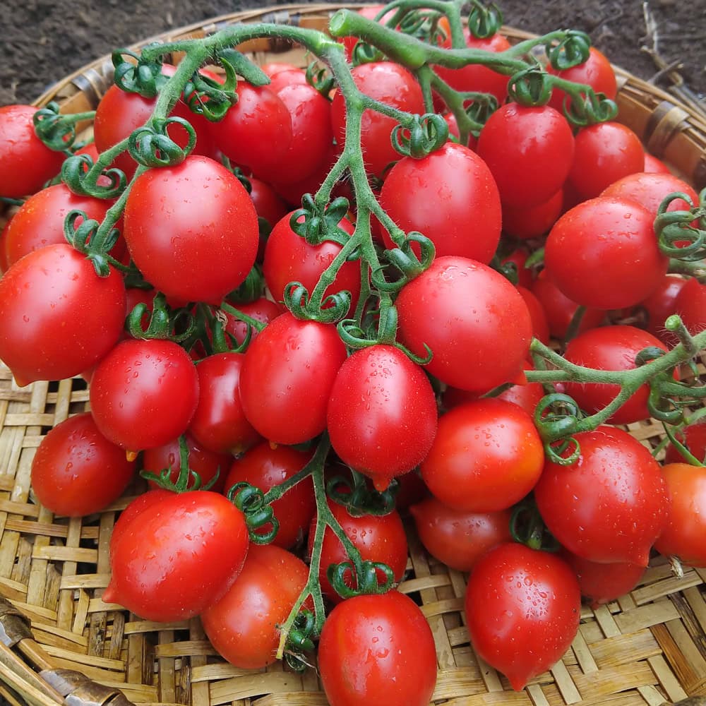 A basket filled with red oval tomatoes still attached to branching stems.