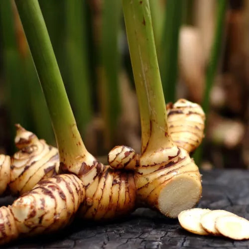 Galangal rhizomes with green stalks and several round cut slices.