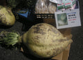 Sakurajima daikon radish