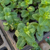 Mojito Mint