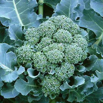 Close-up of a green broccoli head with tightly packed buds.