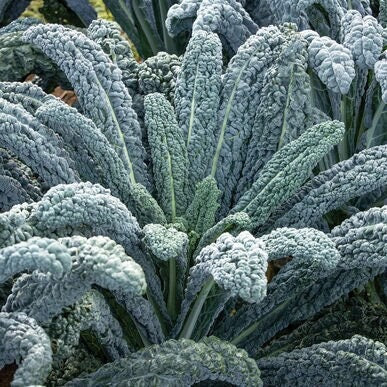Black Magic Lacinato kale with long, heavily textured gray-green leaves — from BlackOwnedSeeds.com.