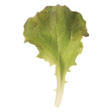A single Red Sails lettuce leaf with a pale stalk and reddish edge.