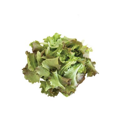 A loose head of green and reddish lettuce against a white background.