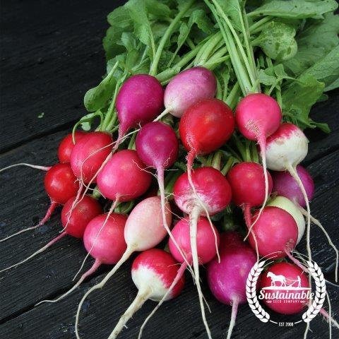 A bunch of red, pink, purple, and white Easter Egg radishes with leafy tops — from BlackOwnedSeeds.com.