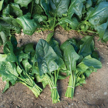 Load image into Gallery viewer, Flamingo F1 Asian Arrowhead Spinach Heirloom Non-GMO Seeds
