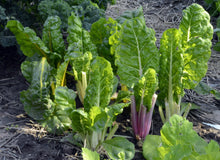 Load image into Gallery viewer, Fordhook Giant Swiss Chard Seeds
