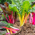 Bright Lights Swiss chard growing with yellow, pink, and red stems — from BlackOwnedSeeds.com.