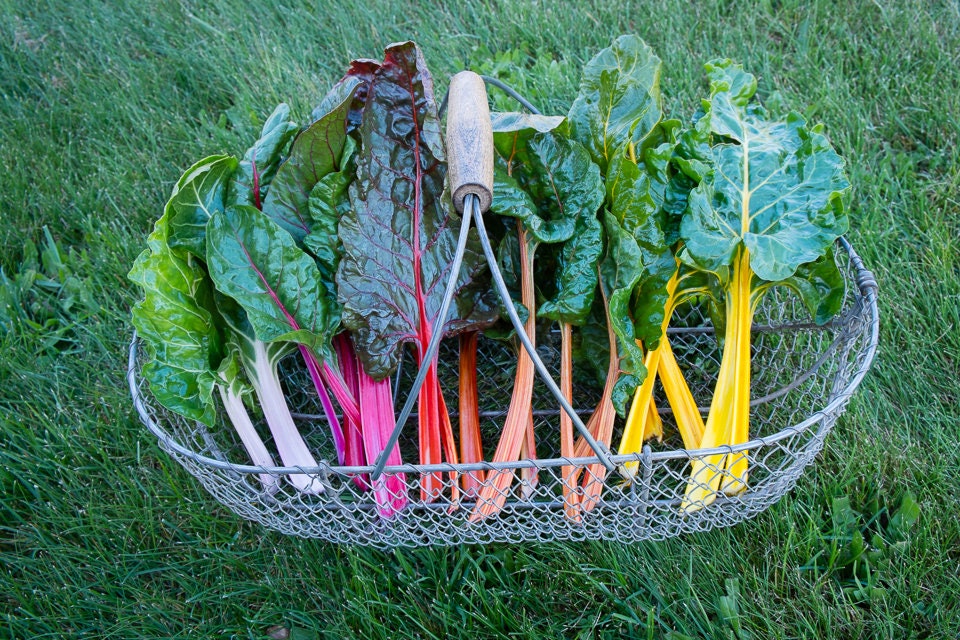 Colorful Swiss chard leaves and stems spread across a wire basket.