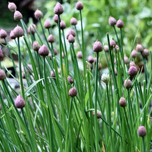 Load image into Gallery viewer, Fine Leaf Chives Heirloom Seeds

