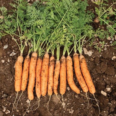 Adelaide Baby Carrot Seeds - Plant and Heal