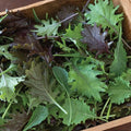 A mix of green and purple kale leaves with varied shapes in a wooden container — from BlackOwnedSeeds.com.
