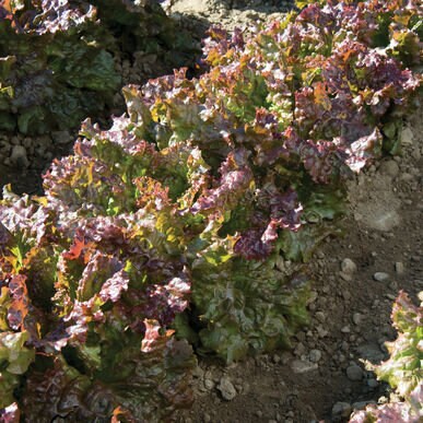 Red Sails lettuce heads growing in rows with frilled green and burgundy leaves — from BlackOwnedSeeds.com.