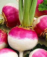 Purple Top White Globe Turnips Heirloom Seeds - Plant and Heal