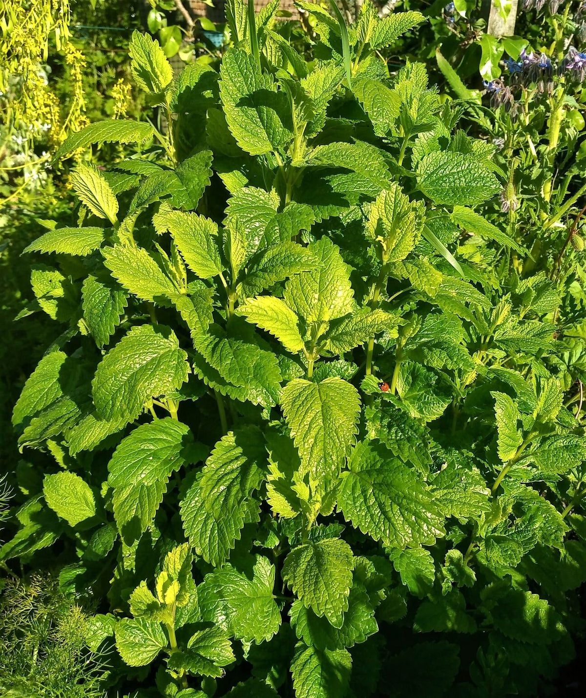 A dense lemon balm plant growing outdoors in sunlight.