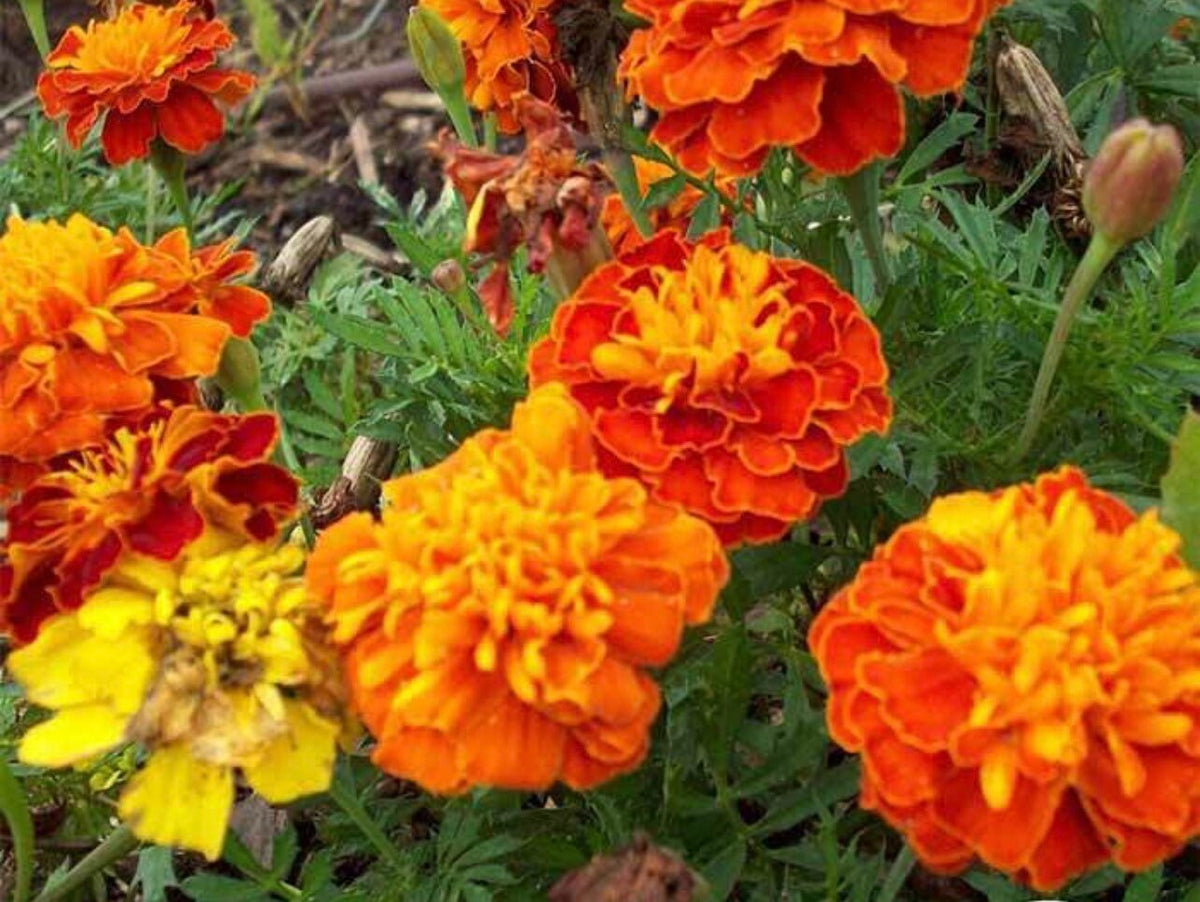 French marigolds blooming in orange and red among finely divided leaves — from BlackOwnedSeeds.com.