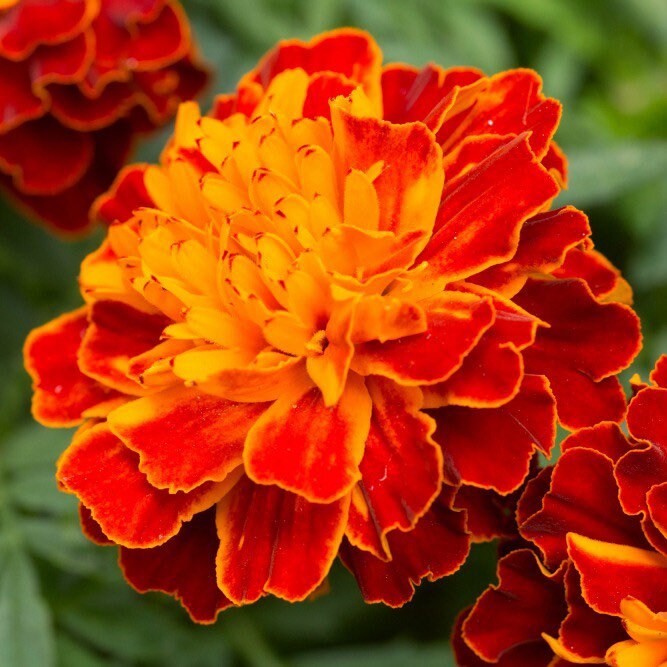 Close-up of a red-and-orange marigold flower edged in golden yellow.