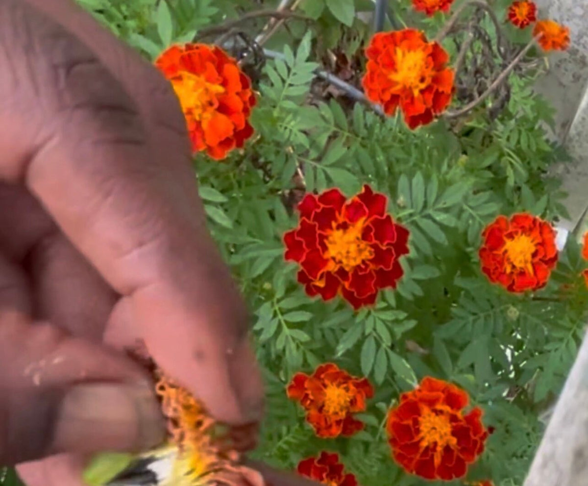 A hand beside red-and-orange marigolds growing in a garden.