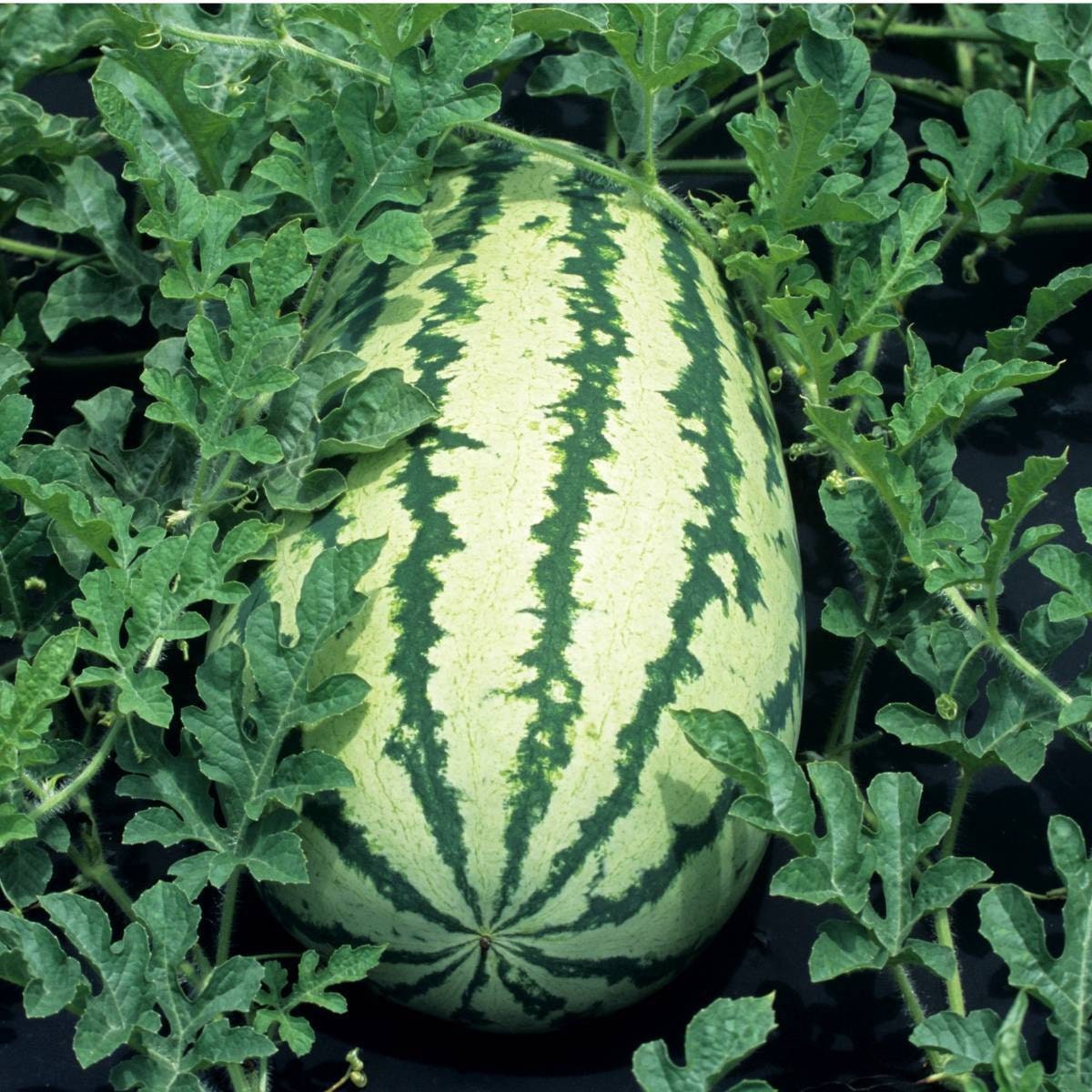 An elongated Striped Klondike watermelon growing among trailing vines — from BlackOwnedSeeds.com.