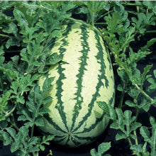 Load image into Gallery viewer, Striped Blue Ribbon Klondike Watermelon Heirloom Non-GMO Seeds
