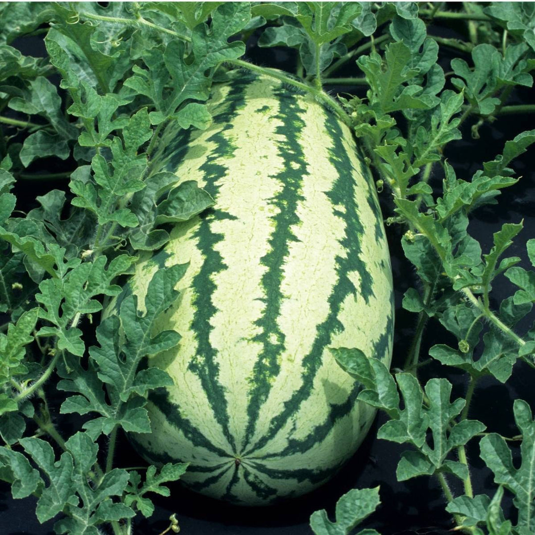 Striped Blue Ribbon Klondike Watermelon Heirloom Non-GMO Seeds