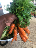 A hand holding short orange Little Finger carrots with leafy tops — from BlackOwnedSeeds.com.