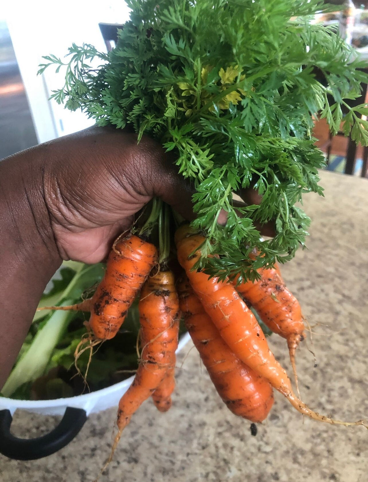 A hand holding short orange Little Finger carrots with leafy tops — from BlackOwnedSeeds.com.