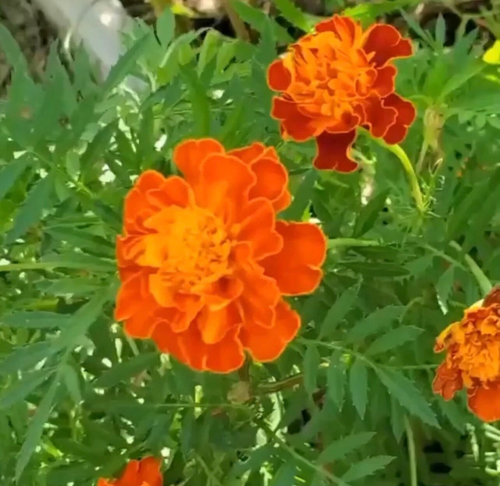 Orange marigolds growing amid green foliage.