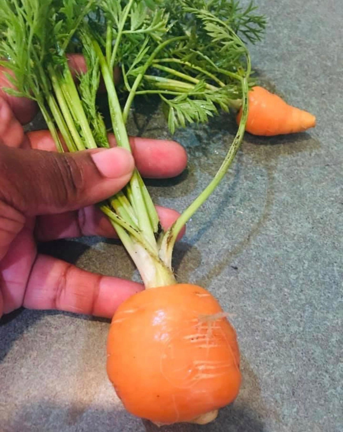 A hand holding the tops of a small, round orange carrot.