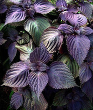 Load image into Gallery viewer, Purple Shisho Perilla Heirloom Seeds - Plant and Heal
